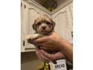 Havanese Puppy for sale in Strafford, MO, USA