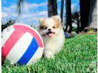 Pomeranian Puppy for sale in San Diego, CA, USA