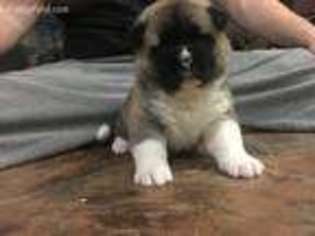 Akita Puppy for sale in Marion, OH, USA