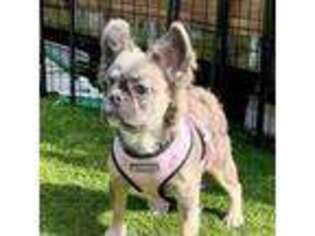 French Bulldog Puppy for sale in New London, CT, USA