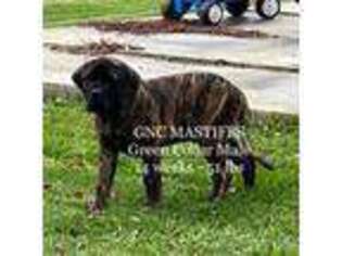 Mastiff Puppy for sale in Martinton, IL, USA