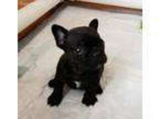 French Bulldog Puppy for sale in Prince George, VA, USA
