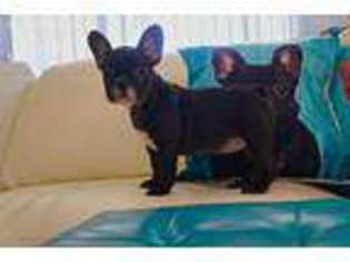 French Bulldog Puppy for sale in Palm Desert, CA, USA
