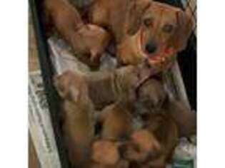 Dachshund Puppy for sale in Bumpass, VA, USA