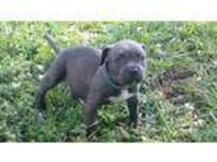 Staffordshire Bull Terrier Puppy for sale in Fort Lauderdale, FL, USA