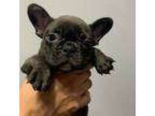 French Bulldog Puppy for sale in Saint Charles, IL, USA