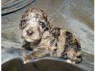 Mutt Puppy for sale in Britton, MI, USA