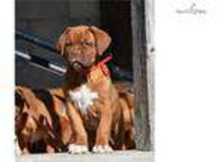American Bull Dogue De Bordeaux Puppy for sale in Cambridge, OH, USA