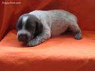 German Shorthaired Pointer Puppy for sale in Mc Clure, PA, USA