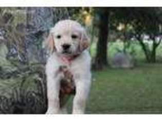 Golden Retriever Puppy for sale in Cabool, MO, USA