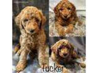 Goldendoodle Puppy for sale in Grandview, TX, USA