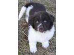 Newfoundland Puppy for sale in Sumter, SC, USA