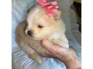 Pomeranian Puppy for sale in Crossett, AR, USA