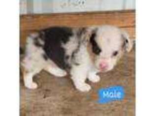 Pembroke Welsh Corgi Puppy for sale in Gonzales, TX, USA