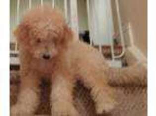 Goldendoodle Puppy for sale in Metuchen, NJ, USA