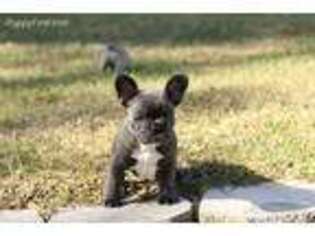 French Bulldog Puppy for sale in Groveland, FL, USA