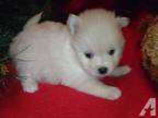 Pomeranian Puppy for sale in MILTON, FL, USA