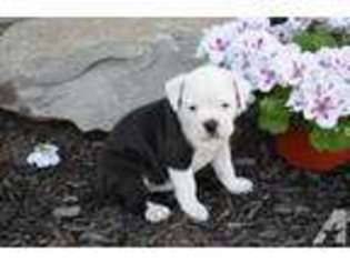Olde English Bulldogge Puppy for sale in ARLINGTON, OH, USA