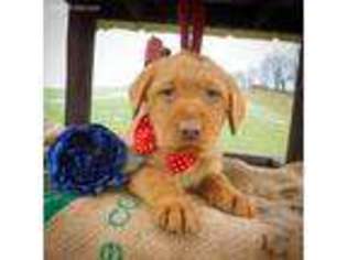 Labradoodle Puppy for sale in Jewett, OH, USA