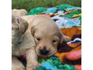 Golden Retriever Puppy for sale in Cape Girardeau, MO, USA