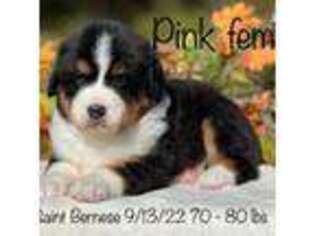 Bernese Mountain Dog Puppy for sale in Geneva, OH, USA