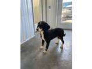 Bernese Mountain Dog Puppy for sale in Millersburg, PA, USA