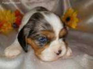 Cavalier King Charles Spaniel Puppy for sale in Buffalo, MN, USA