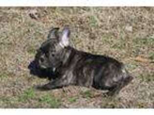 French Bulldog Puppy for sale in Hiwasse, AR, USA