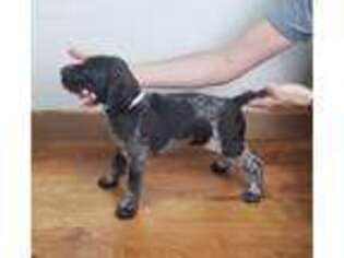 German Shorthaired Pointer Puppy for sale in Carterville, IL, USA