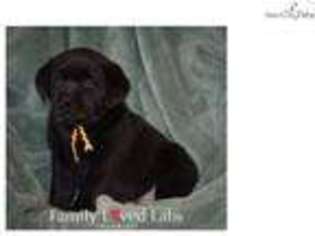 Labrador Retriever Puppy for sale in Minneapolis, MN, USA