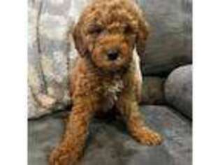 Mutt Puppy for sale in Montgomery, IN, USA