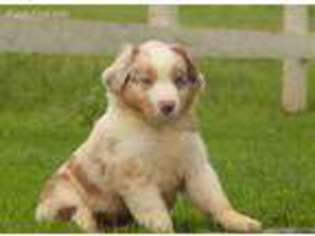 Australian Shepherd Puppy for sale in GORDONVILLE, PA, USA