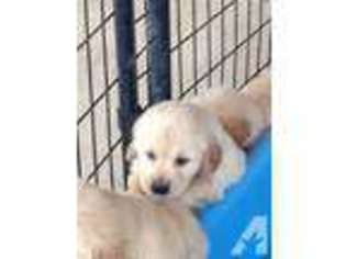 Golden Retriever Puppy for sale in SEALY, TX, USA