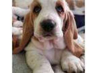 Basset Hound Puppy for sale in Jacksonville Beach, FL, USA