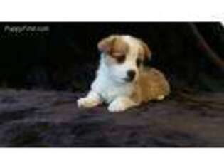 Pembroke Welsh Corgi Puppy for sale in Elverson, PA, USA