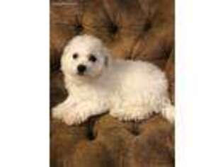 Bichon Frise Puppy for sale in Trenton, KY, USA