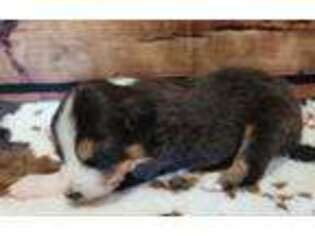 Australian Shepherd Puppy for sale in Owego, NY, USA