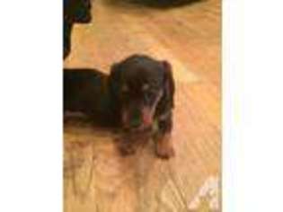 Dachshund Puppy for sale in GIBSONVILLE, NC, USA