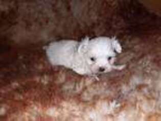 Maltese Puppy for sale in Buford, GA, USA