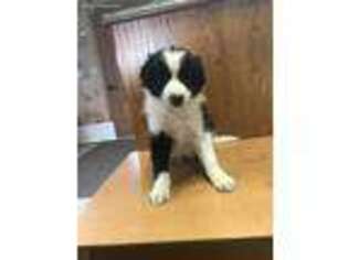 Border Collie Puppy for sale in Pine City, NY, USA