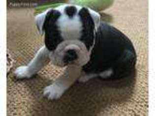 Boston Terrier Puppy for sale in Wallops Island, VA, USA