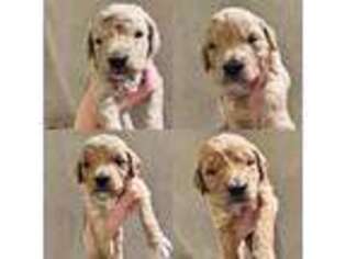 Goldendoodle Puppy for sale in Billerica, MA, USA