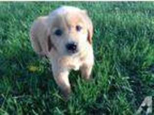 Golden Retriever Puppy for sale in LELAND, IL, USA