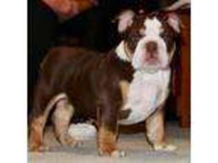 Bulldog Puppy for sale in Norfolk, NE, USA