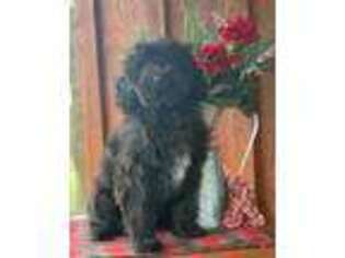 Portuguese Water Dog Puppy for sale in East Palestine, OH, USA