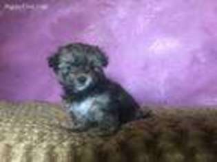 Shorkie Tzu Puppy for sale in Golden, MO, USA