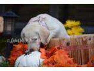 Labrador Retriever Puppy for sale in Oak Park, IL, USA