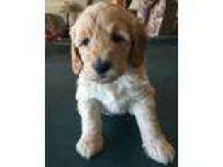 Goldendoodle Puppy for sale in Perryville, MO, USA