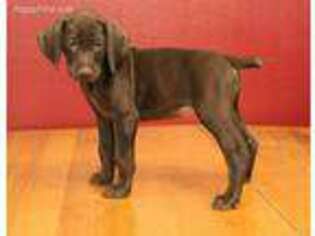 German Shorthaired Pointer Puppy for sale in Chubbuck, ID, USA