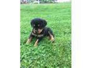 Rottweiler Puppy for sale in Ronks, PA, USA